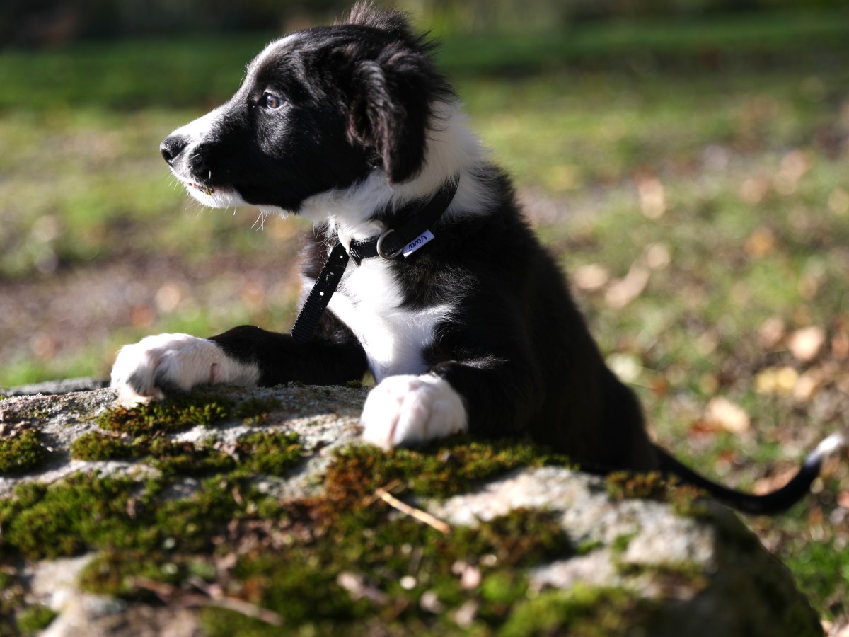 Tip’s First Trip …….. and First&nbsp;Dip